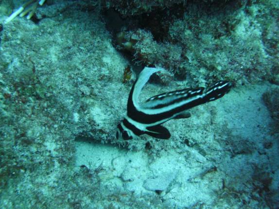 Drum-fish em mergulho em South Pier, no sul de Bonaire